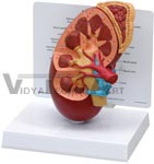   Oversize Human Kidney Anatomy Model with Patient Education Card